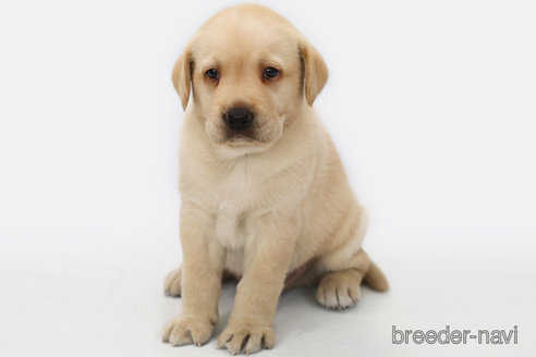 成約済の神奈川県のラブラドールレトリーバー-313747の1枚目